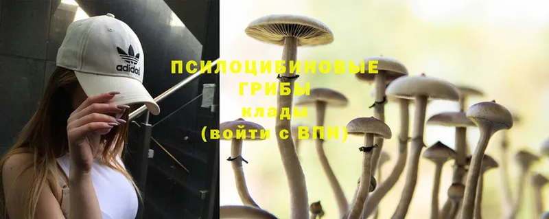 наркота  Красногорск  Псилоцибиновые грибы Psilocybe 